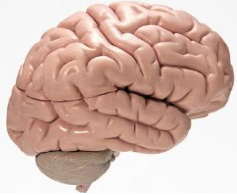 png 小脑共济失调.png