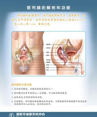 教你認(rèn)識前列腺