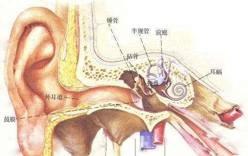 人體各個(gè)器官衰老退化時(shí)間表(15)