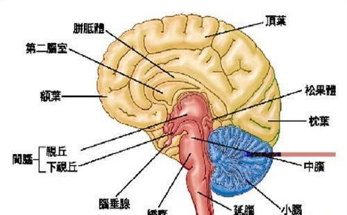 中醫(yī)教你健腦養(yǎng)生八方法(1)