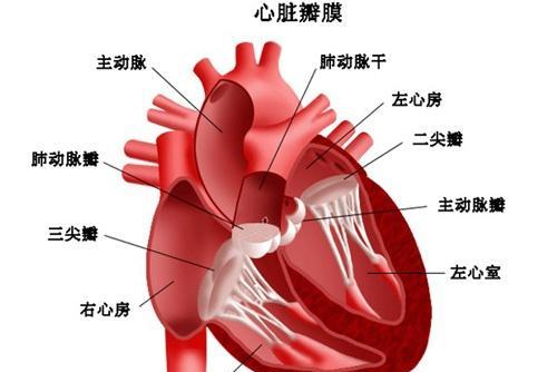 保護心臟的10條黃金法則(7)