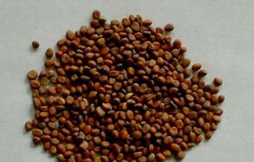 莱菔子的副作用 莱菔子的副作用