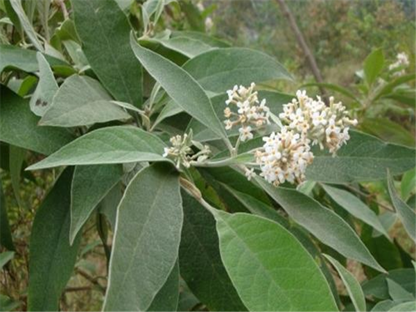 中医 中药大全 清热药 密蒙花  密蒙花又名小锦花,蒙花,鸡骨头花等,以