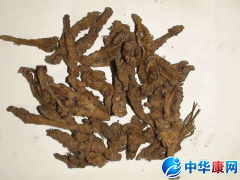 中药黄连的作用与功效及食用方法