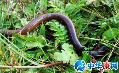 梦见身上长蚯蚓