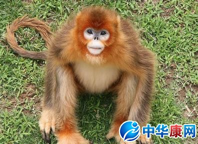 梦见猴子，周公解梦的神秘启示