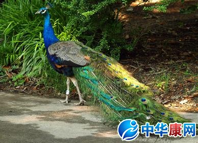 孕妇梦见孔雀泥鳅的v孕妇系统图片