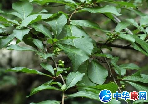 【常山的功效与作用】中药常山的功效与作用_常山的用法用量和禁忌