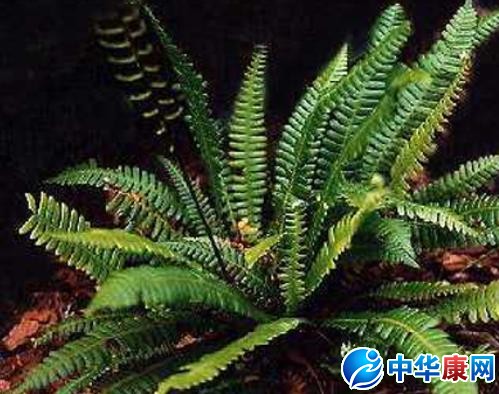 东方乌毛蕨叶的功效与作用