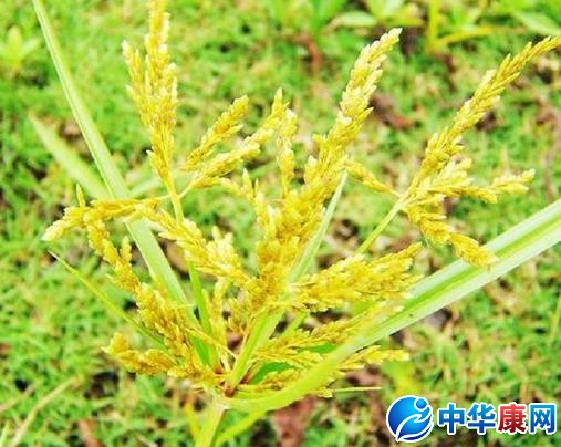 【金纽子的功效与作用】中药金纽子的功效与作用_金纽