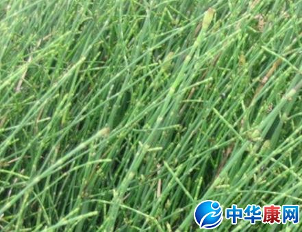 笔筒草的功效与作用