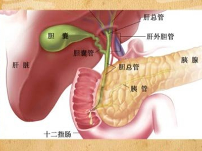 胆囊毛病