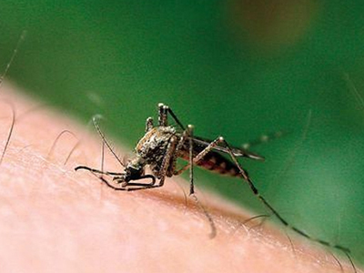 广东登革热疫情下降