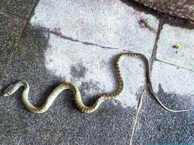 醒来床边现长蛇 蛇毒对人身体有什么影响 