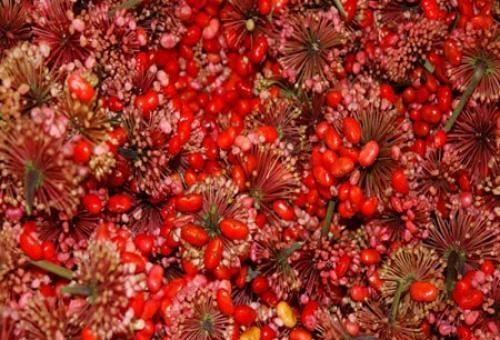 治疗高血压的花都有哪些(1)