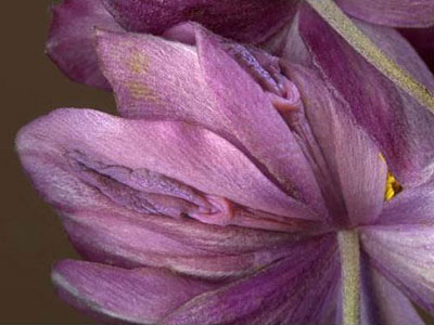 阴道壁并没有腺体,但它有丰富的血管网,当机体受到刺激这些血管就会