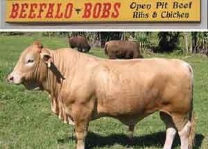 皮弗洛牛 肉用黄牛与美洲野牛杂交的产物弗洛牛