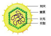 病毒结构示意图
