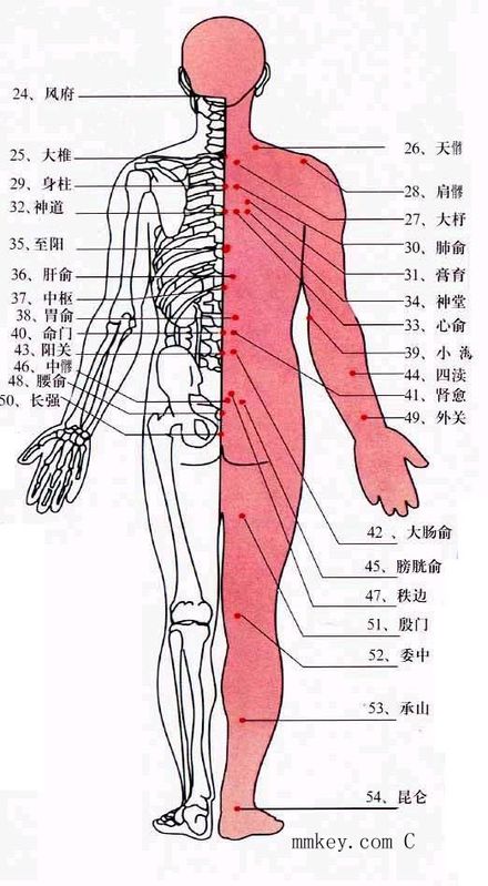 人体穴位图