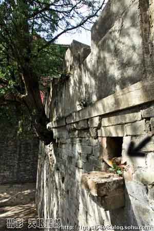 在十三陵拍到金黄大蛇守陵 好神奇