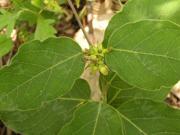 药 白前 白前又名石蓝,嗽药,柳叶白前,水杨柳,大鹤瓢,水柳,芫花叶白前