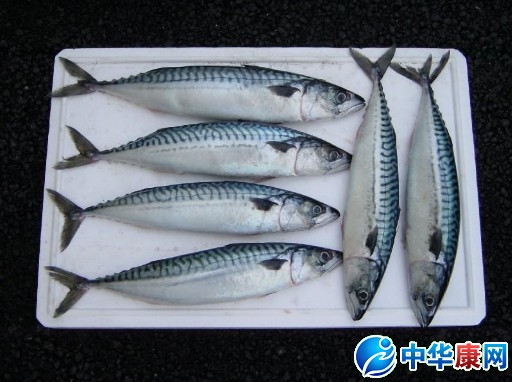 鮐魚