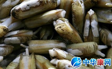 蛏子怎么读