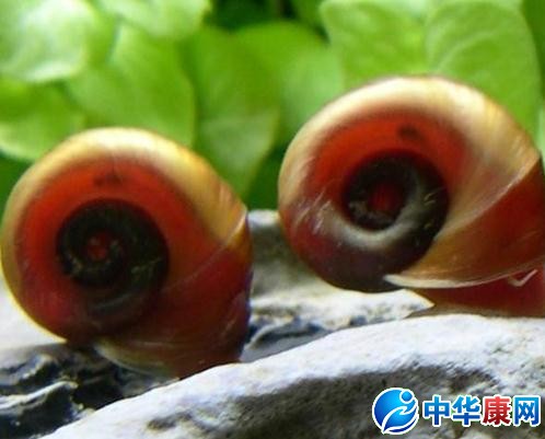 原种为产自欧洲到中亚一带的平角卷螺planorbariuscorneus,野生个体