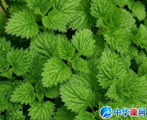 薄荷的功效与作用是什么?薄荷的用法用量和禁忌注意有哪些?