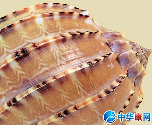 竖琴螺