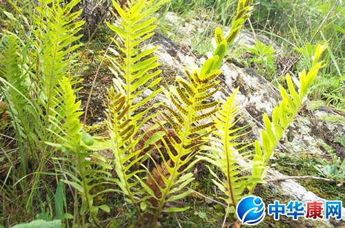 【骨碎补的功效与作用】中药骨碎补的功效与作用_骨碎补的用法用量和