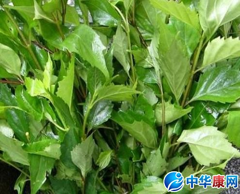 腐婢根的功效与作用