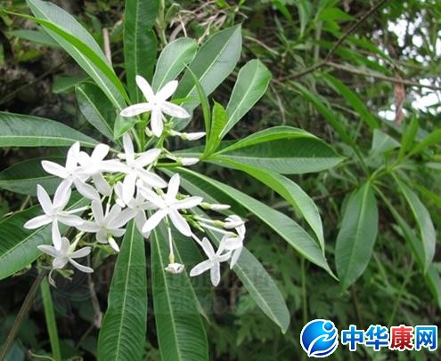 闹狗药的功效与作用