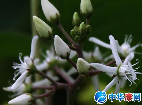 老君须的功效与作用