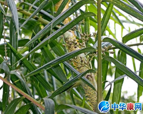 黄藤叶的功效与作用