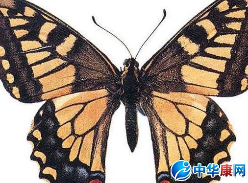 茴香虫的功效与作用