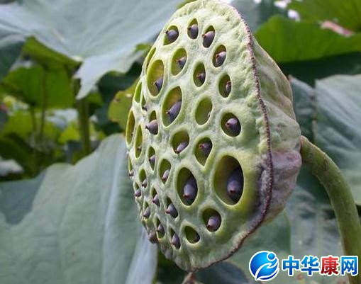 莲房的功效与作用