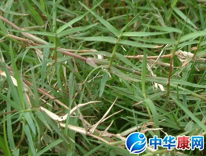 铁线草的功效与作用