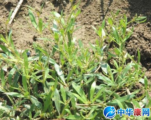 粟米草的功效与作用