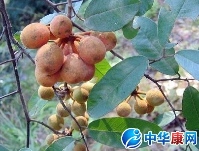 瓜馥木的功效与作用
