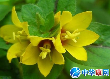 过路黄的功效与作用