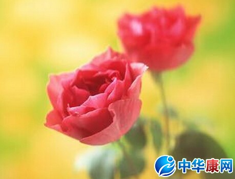 铿锵玫瑰是什么意思
