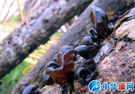 木耳是什么意思